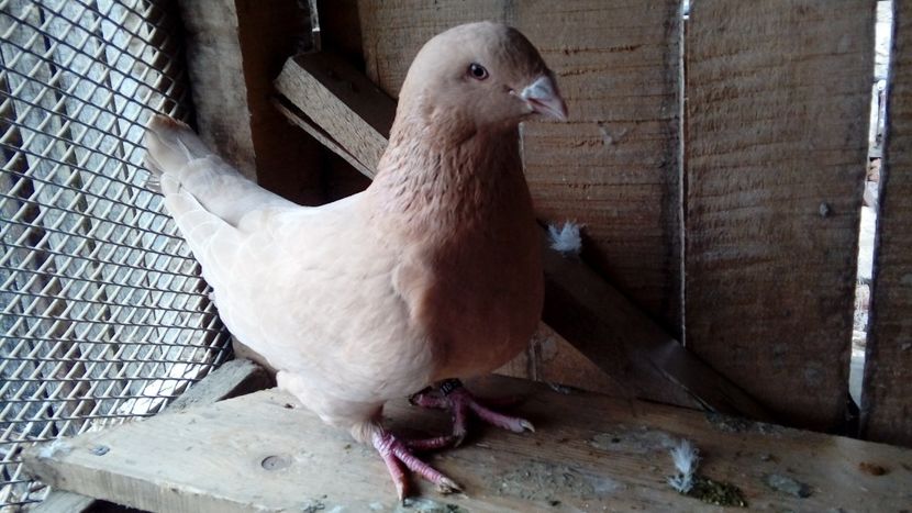  - Porumbei americani