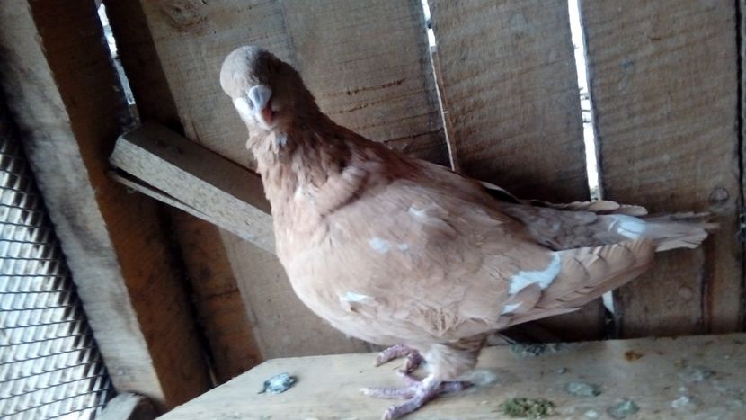  - Porumbei americani