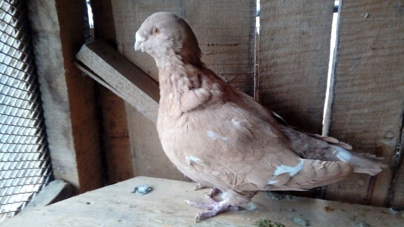  - Porumbei americani