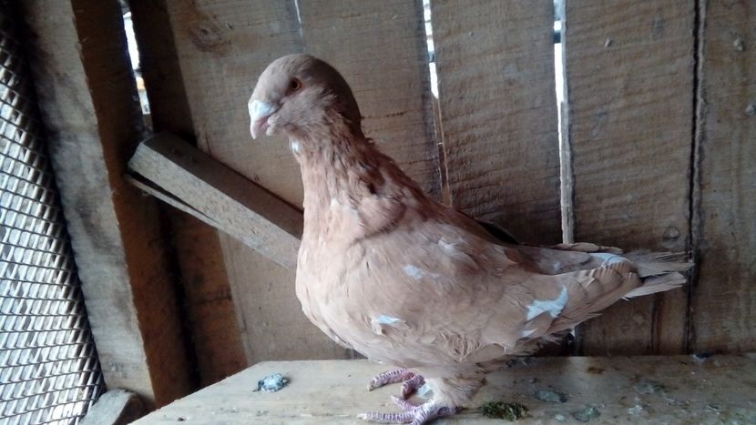  - Porumbei americani