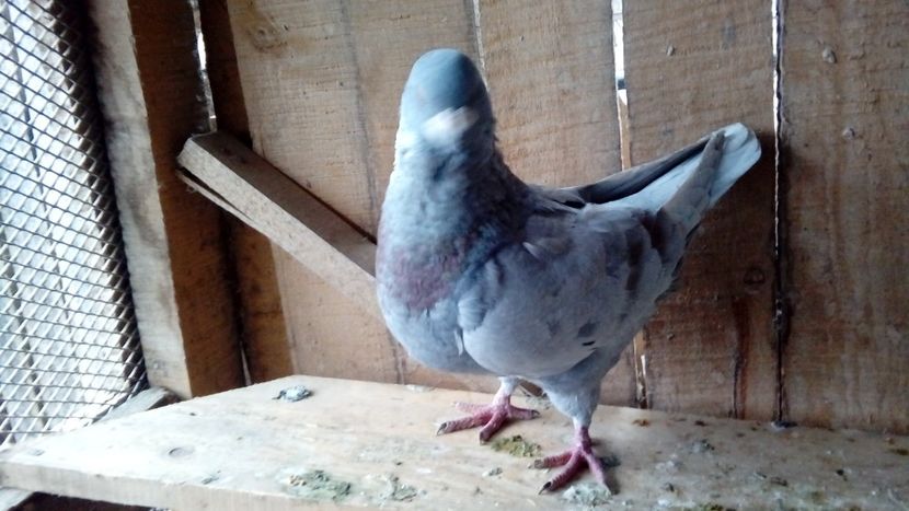  - Porumbei americani