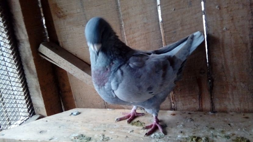  - Porumbei americani