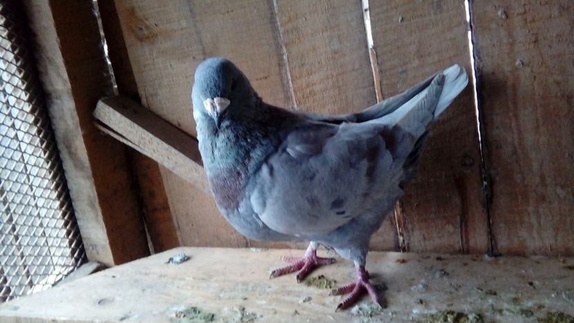  - Porumbei americani