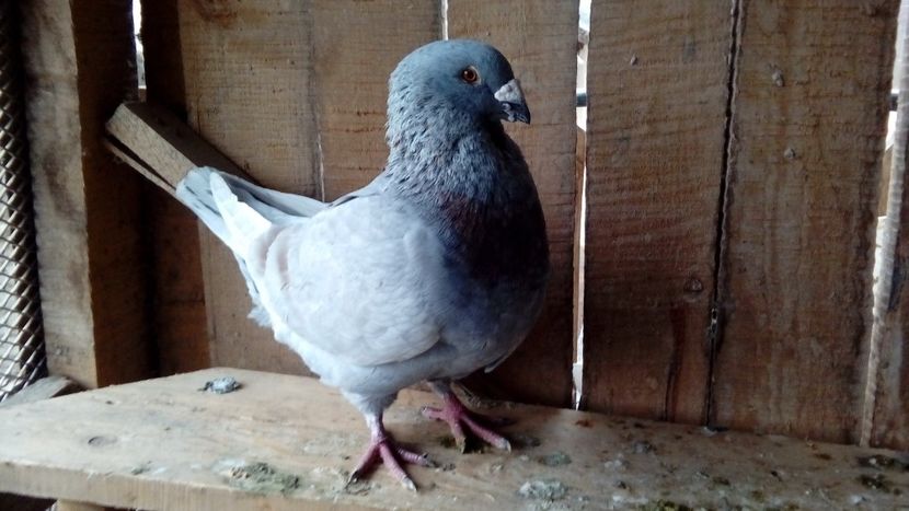  - Porumbei americani