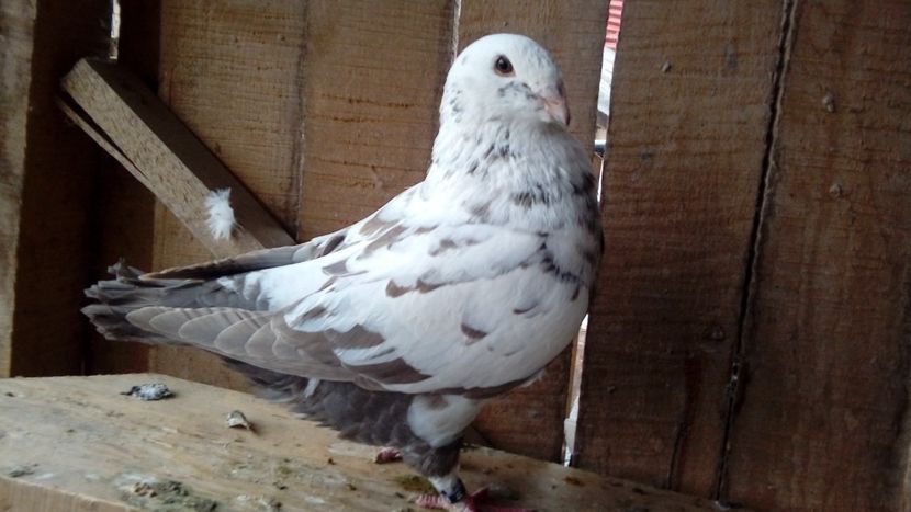  - Porumbei americani