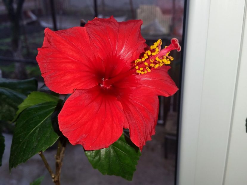 Brilliant - Hibiscusi 2017