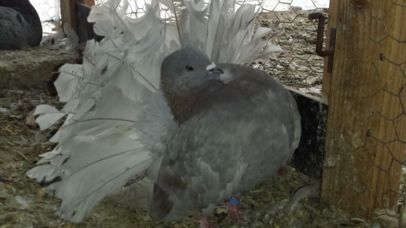 Mascul - VOLTATI linie noua matca 2017