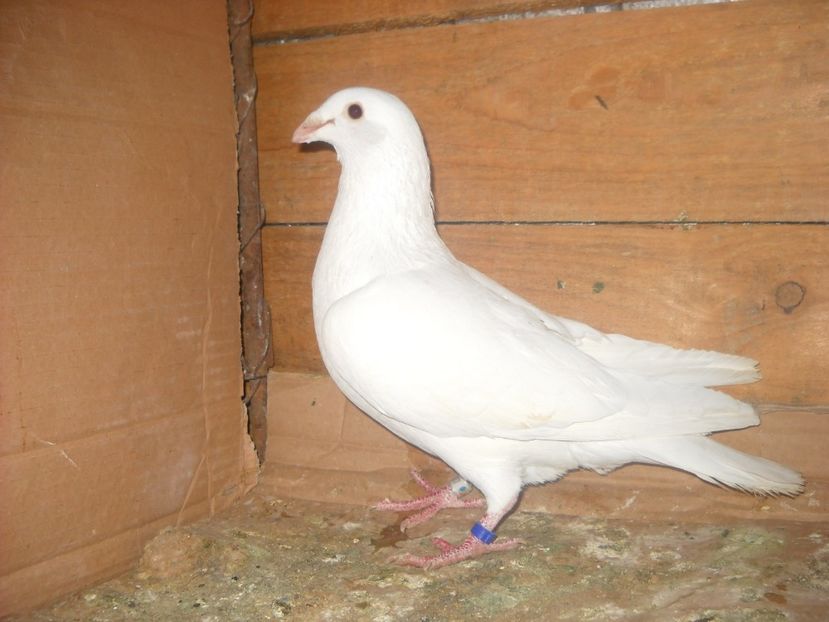  - UNDEVA IN SUCEAVA arhiva