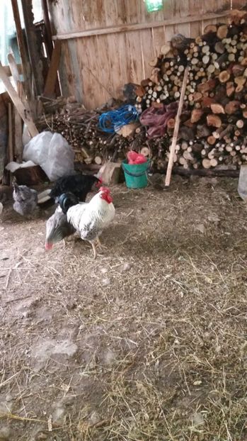 IMG-20170310-WA0052 - Pitici si pasari  2016