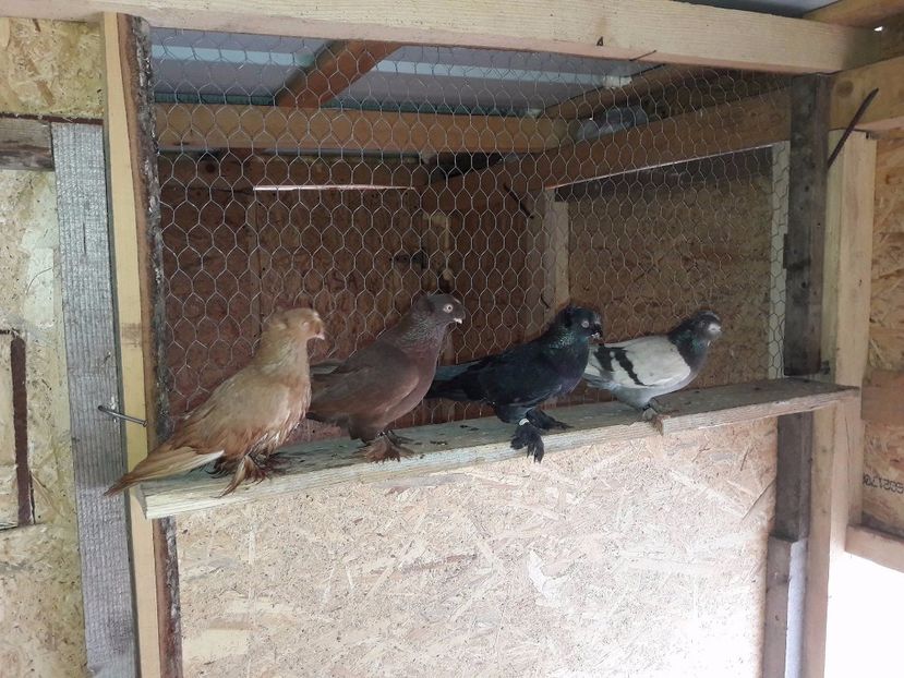 17200285_1252017171561033_978061318_o - JDB Matca 2017