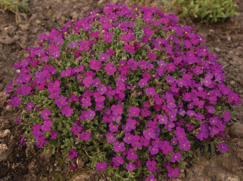 Aubrieta hybrida Regado Red - 00 Achizitii primavara 2017
