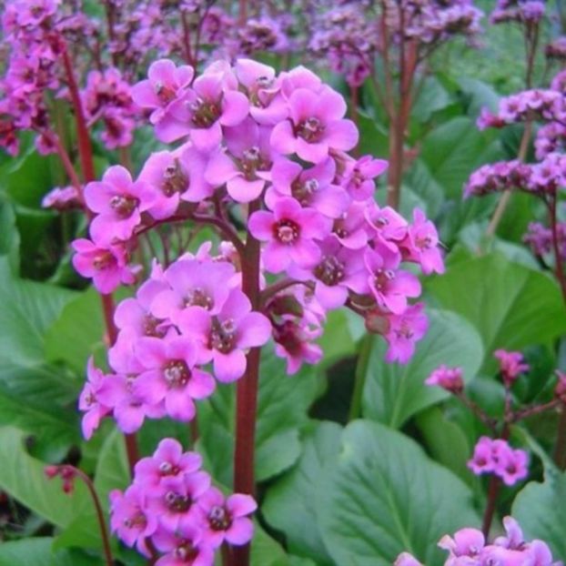 Bergenia cordifolia 'Rotblum' - 00 Achizitii primavara 2017