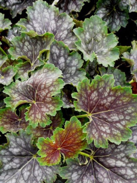 Heuchera americana Marvelous Marble - 00 Achizitii primavara 2017