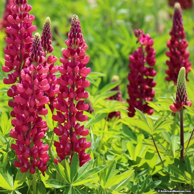 Lupinus polyphyllus Gallery Red Shades - 00 Achizitii primavara 2017