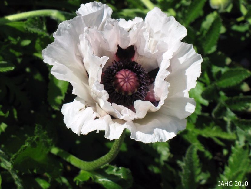 Papaver orientale Royal Wedding - 00 Achizitii primavara 2017