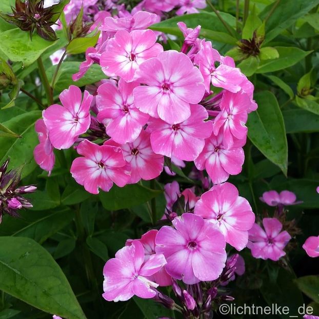 Phlox paniculata 'Flame Pink Eye - 00 Achizitii primavara 2017