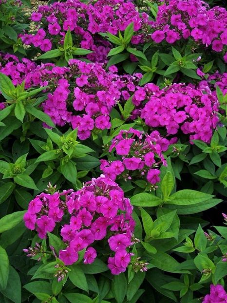 Phlox paniculata Flame Purple - 00 Achizitii primavara 2017