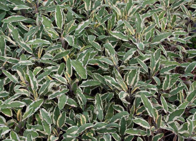 Salvia officinalis Bicolor - 00 Achizitii primavara 2017