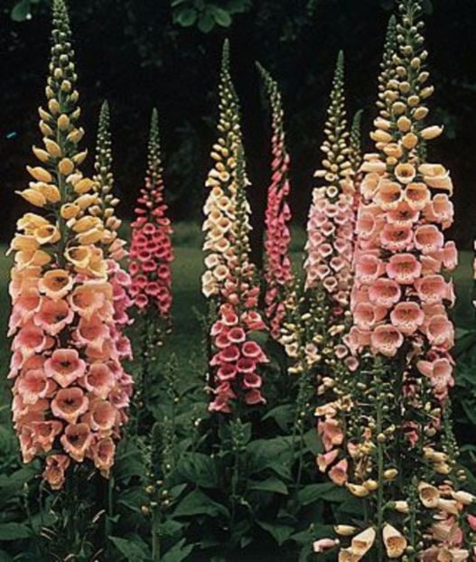 Degetel Digitalis purpurea Apricot Beauty - 00 Achizitii primavara 2017