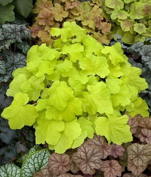heuchera Citronelle - 00 Achizitii primavara 2017