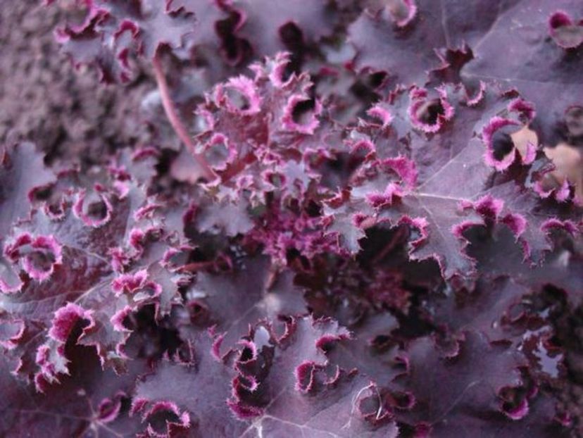 Heuchera Purple Petticoats - 00 Achizitii primavara 2017