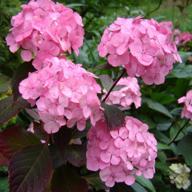 hydrangea-serrata-preciosa - 00 Achizitii primavara 2017