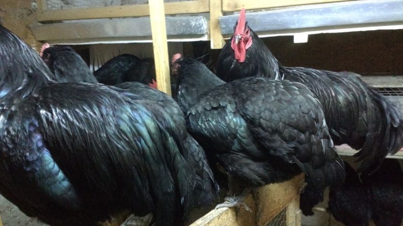  - austrolorp negru 2017