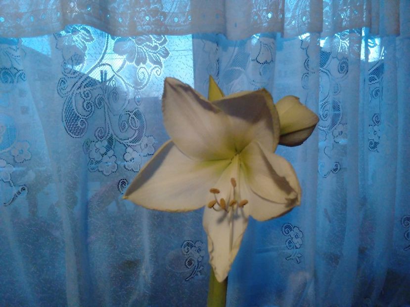 Amarilis alb - Florile mele