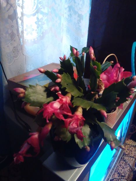 Craciunita - Florile mele