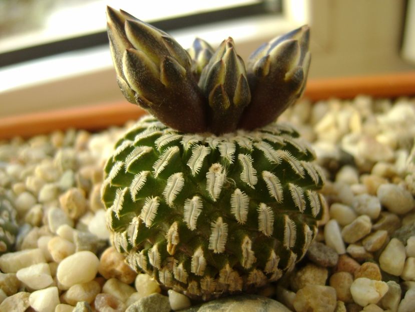 Turbinicarpus pseudopectinatus - Cactusi 2017