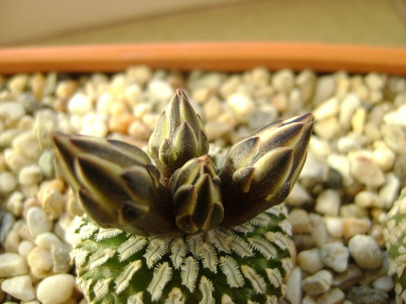 Turbinicarpus pseudopectinatus - Cactusi 2017