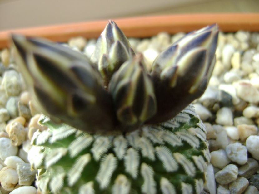 Turbinicarpus pseudopectinatus - Cactusi 2017