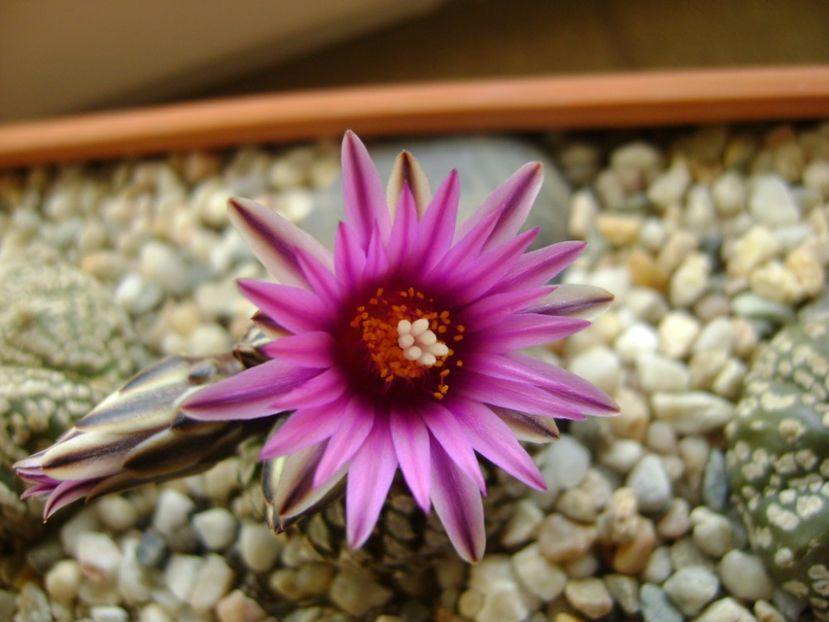 Turbinicarpus pseudopectinatus - Cactusi 2017