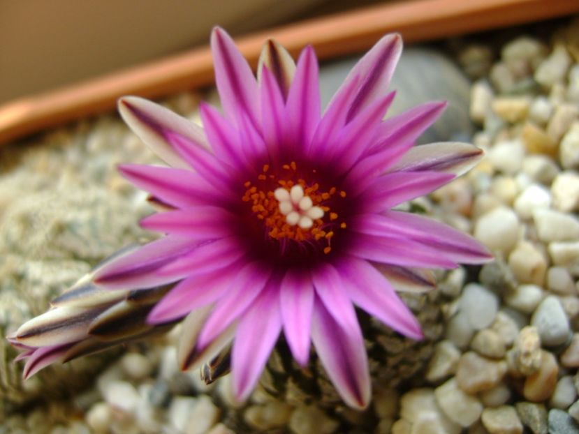 Turbinicarpus pseudopectinatus - Cactusi 2017