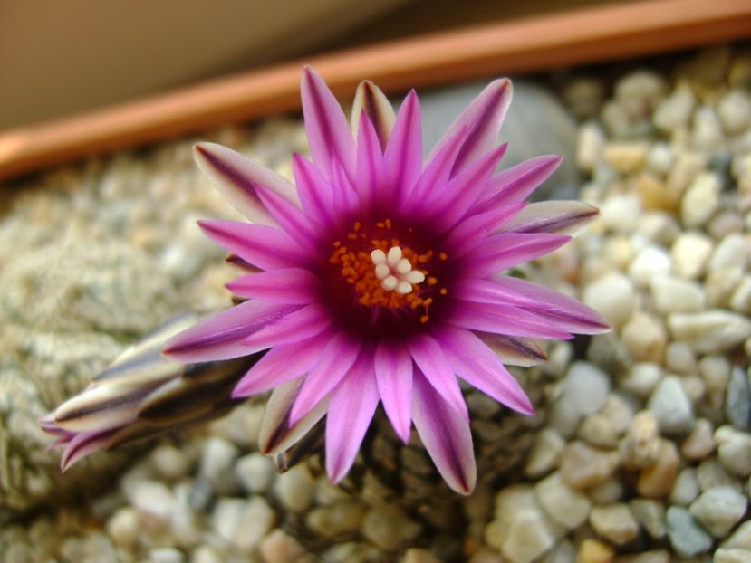 Turbinicarpus pseudopectinatus - Cactusi 2017