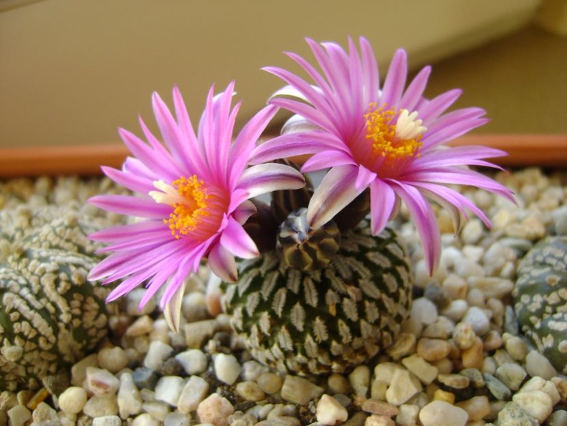 Turbinicarpus pseudopectinatus - Cactusi 2017
