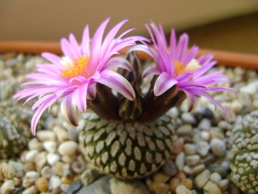 Turbinicarpus pseudopectinatus - Cactusi 2017