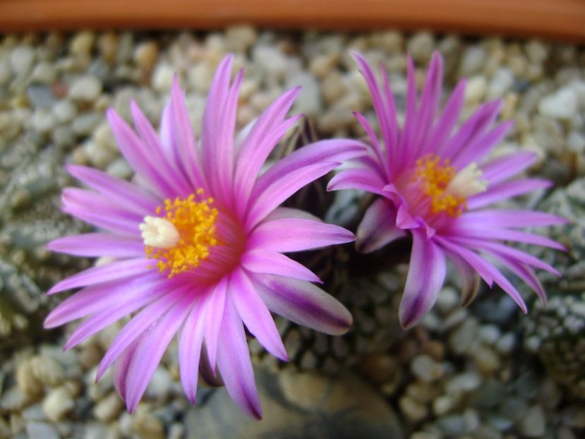 Turbinicarpus pseudopectinatus - Cactusi 2017