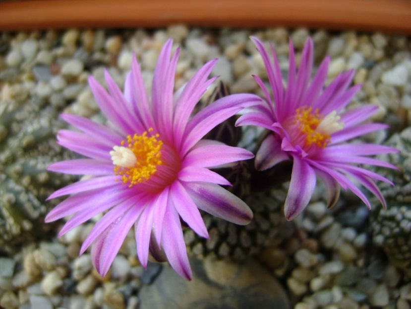Turbinicarpus pseudopectinatus - Cactusi 2017