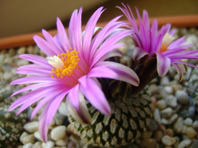 Turbinicarpus pseudopectinatus - Cactusi 2017