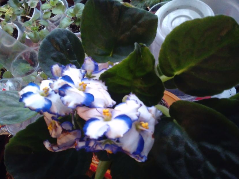 Violeta africana - Florile mele