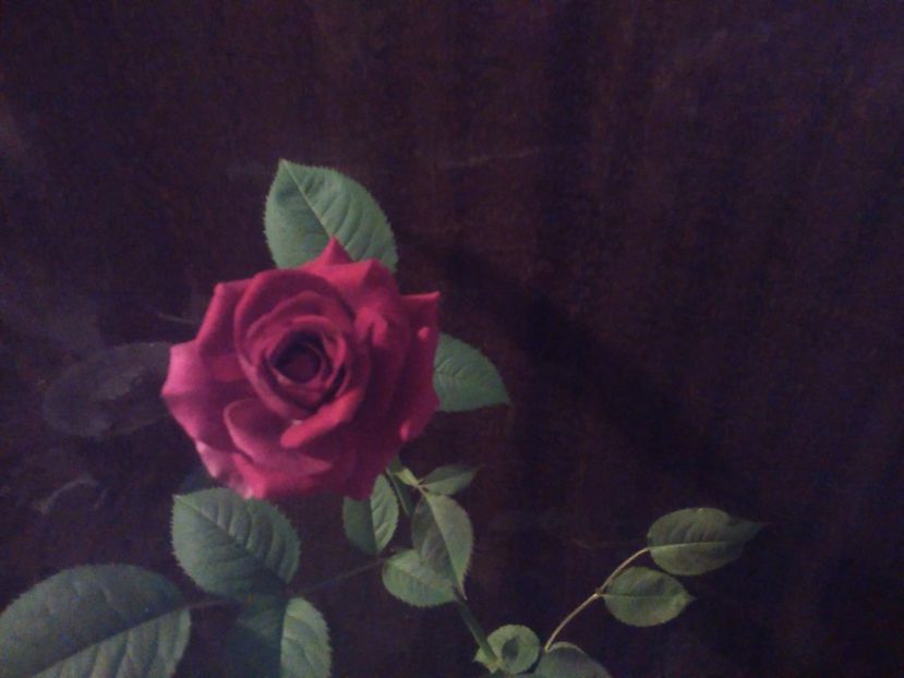 Trandafir black magic - Florile mele
