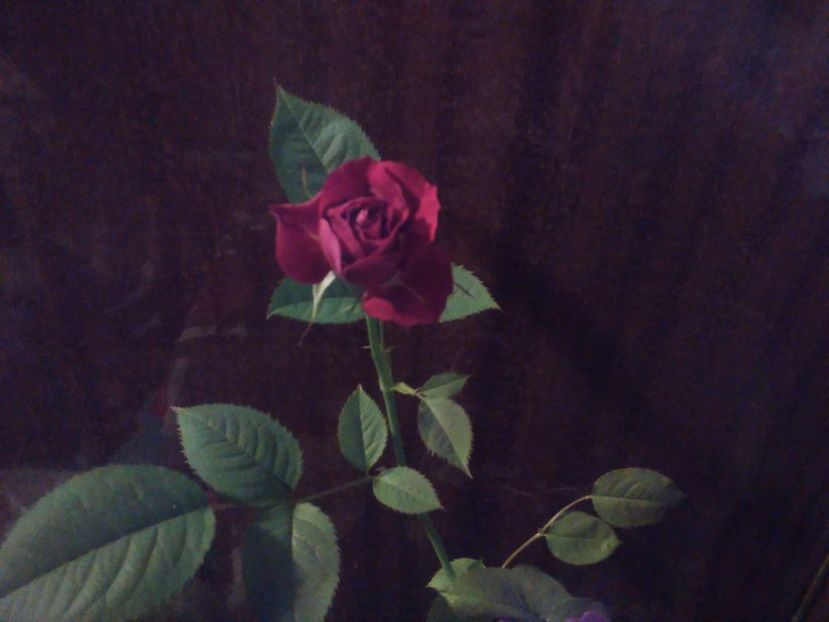 - Florile mele