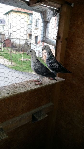 Pereche-2015 - Poze Maturi 2017