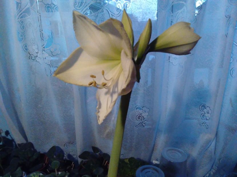 Amarilis - Florile mele
