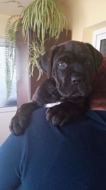  - Cane Corso Italiano METAL POWER KENNEL