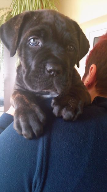  - Cane Corso Italiano METAL POWER KENNEL