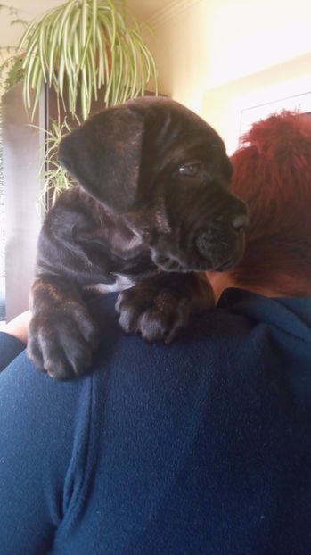  - Cane Corso Italiano METAL POWER KENNEL