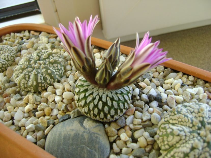 Turbinicarpus pseudopectinatus - Cactusi 2017