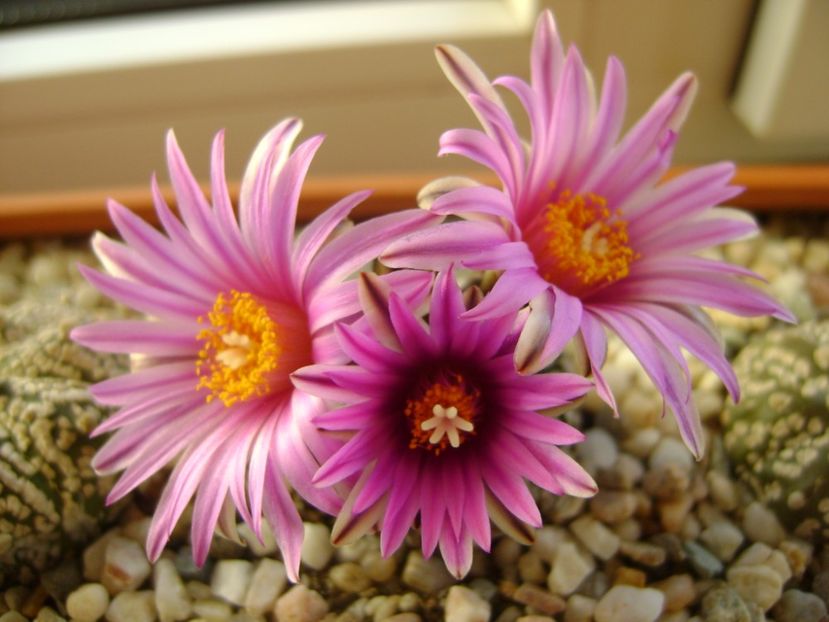 Turbinicarpus pseudopectinatus - Cactusi 2017